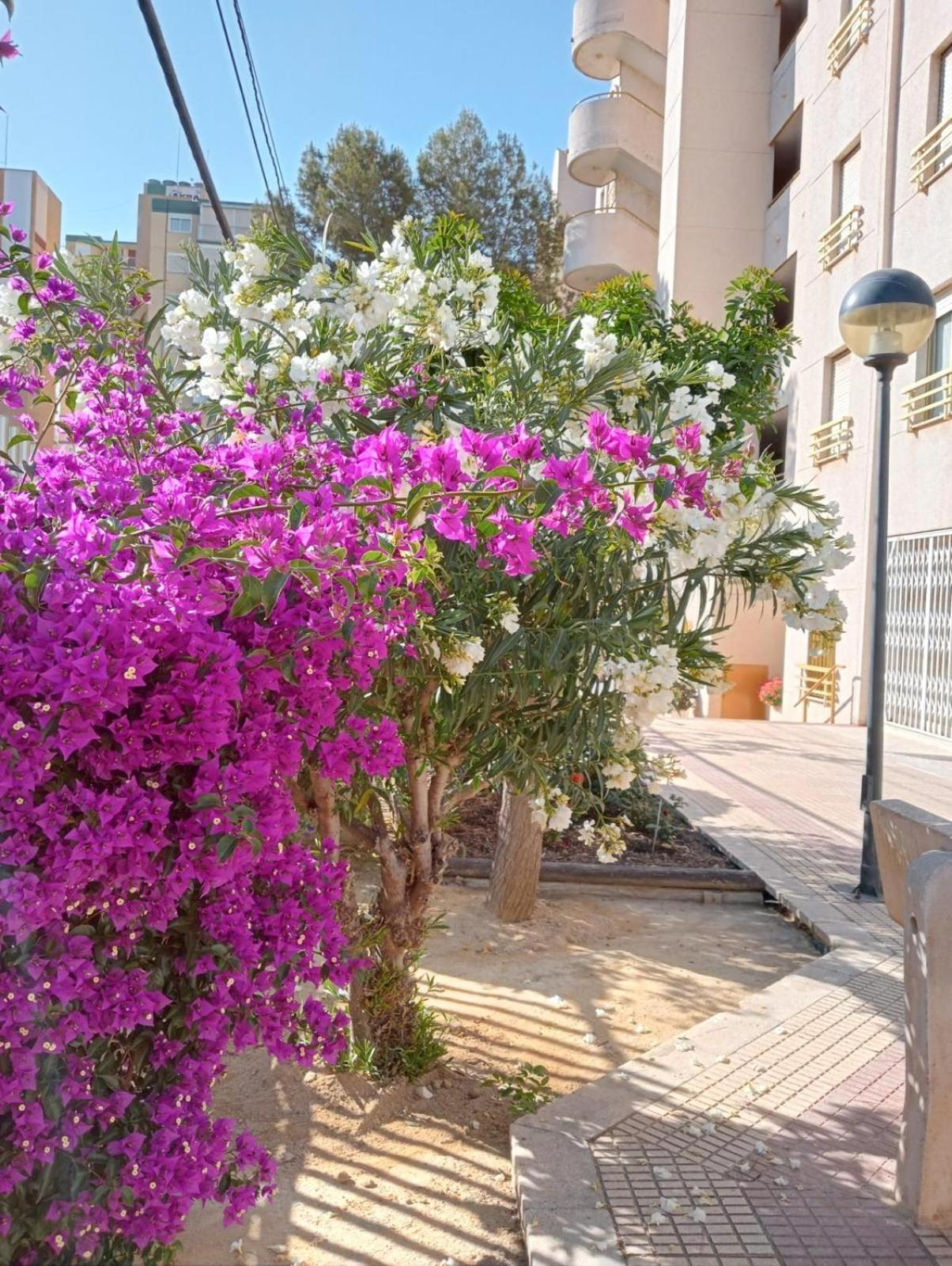 Balcon Del Mar Daire Alicante Dış mekan fotoğraf
